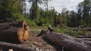 Best Tree Risk Assessment  in Emerd Mountain, AL