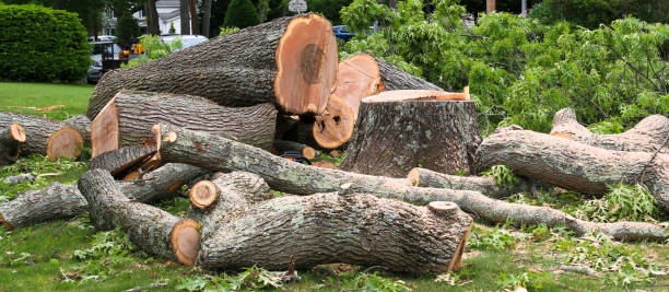 How Our Tree Care Process Works  in  Emerald Mountain, AL