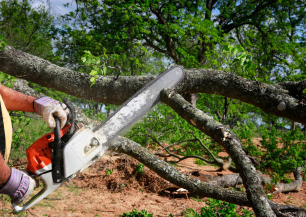 Best Seasonal Cleanup (Spring/Fall)  in Emerd Mountain, AL